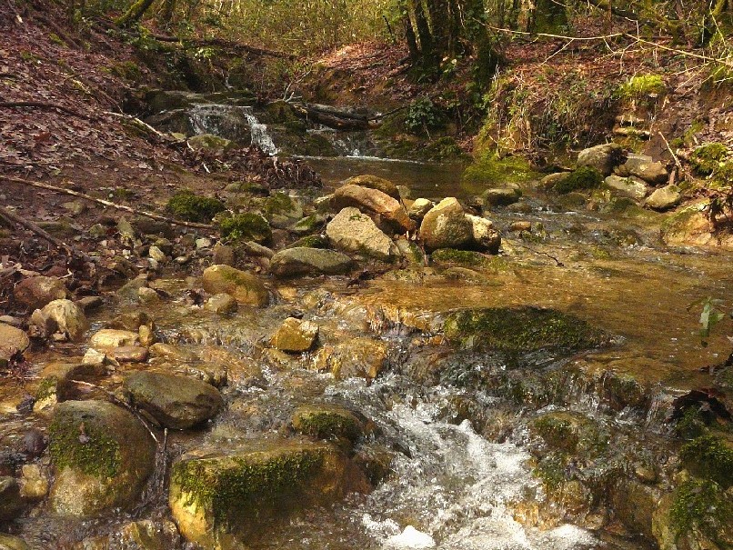 Salamandrine di Maremma